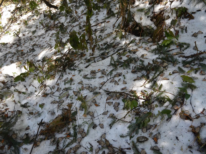 Storm in Monarch Sanctuaries