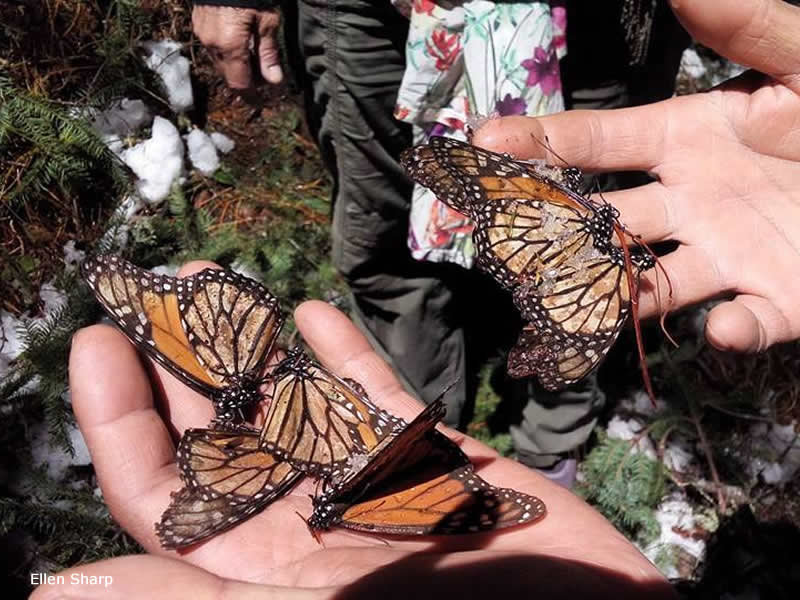 Storm struck monarch sanctuaries in Mexico