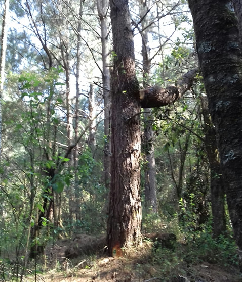 Post-Storm Salvage Logging El Rosario Sanctuary