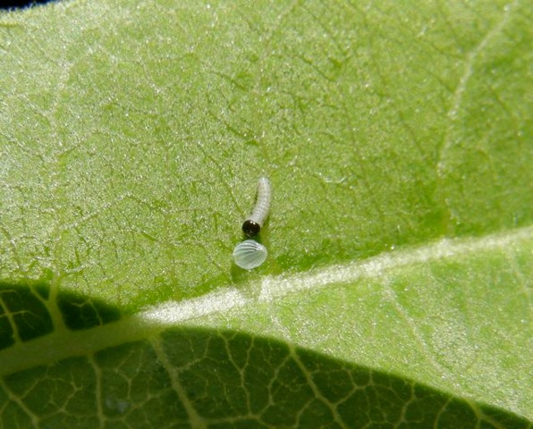 Monarch Butterfly Larva Eating Eggshell After Hatching