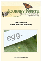 Monarch Butterfly Life Cycle