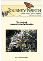 Monarch Butterfly Fall Migration