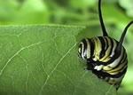Monarch Butterfly Life Cycle