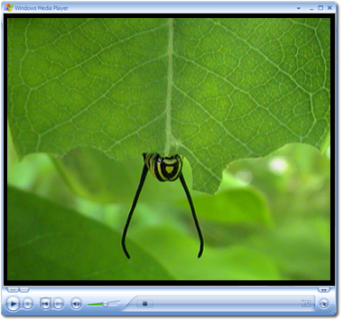 Video Clip: Monarch Butterfly caterpillar eating milkweed