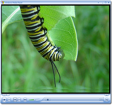 Video Clip: Monarch Butterfly caterpillar eating milkweed