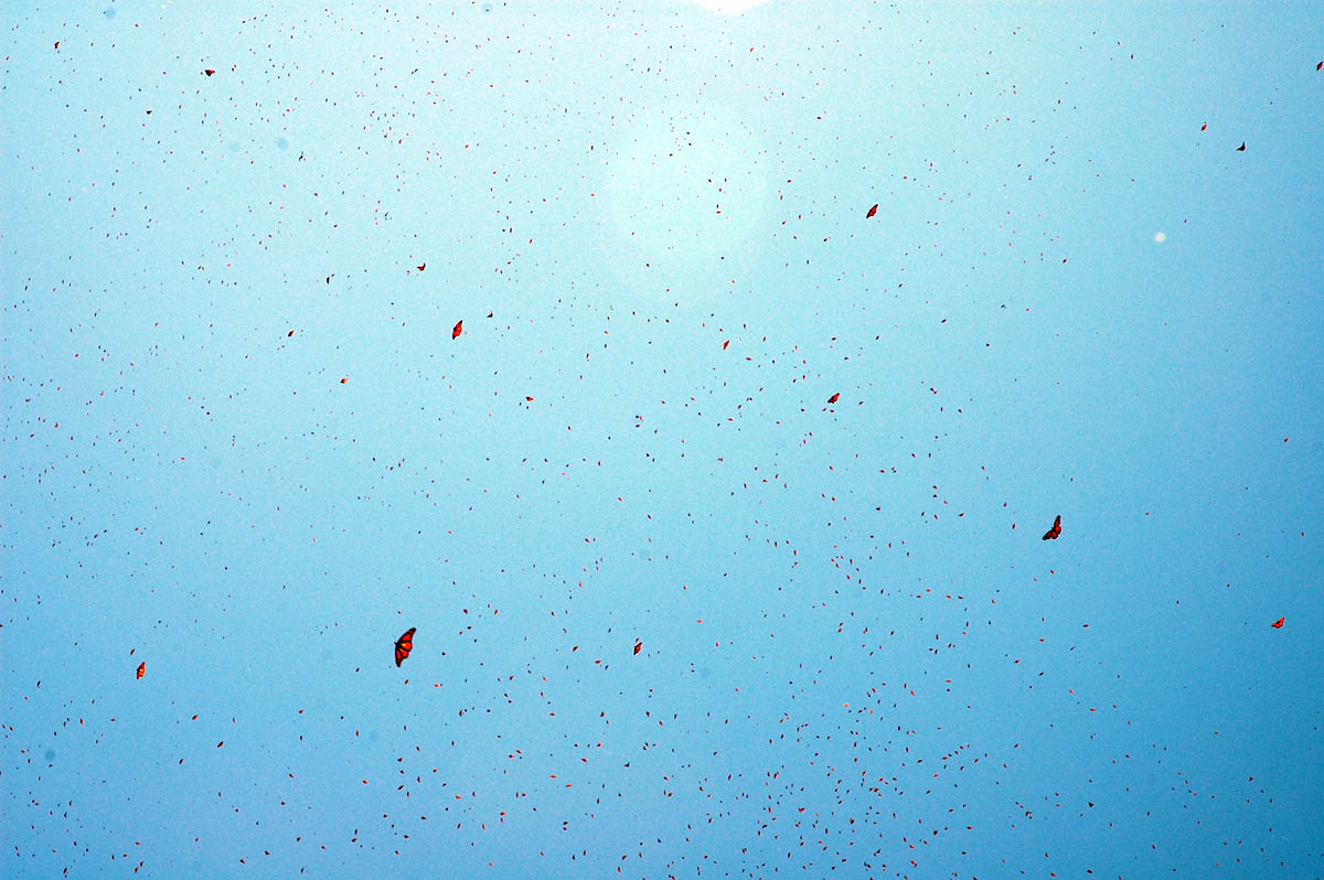 Mariposas monarca