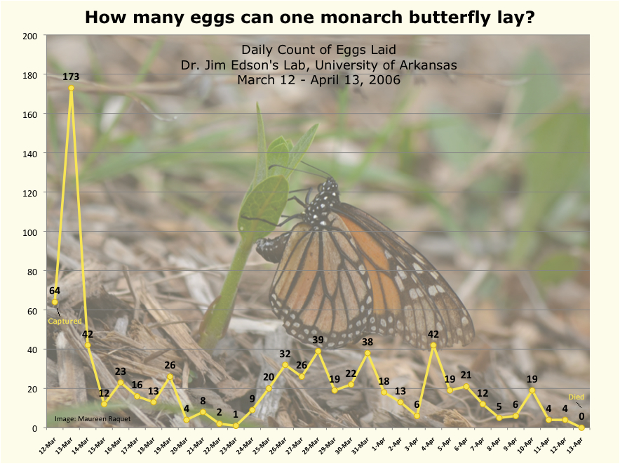 Graph: Monarch butterfly eggs: How many eggs can one monarch butterfly lay?