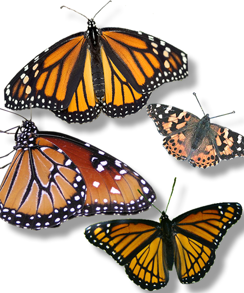 Monarch Butterfly Identification