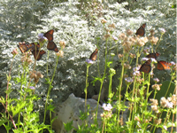 Monarch Butterfly Identification