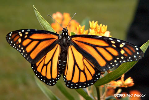 Monarch Butterfly Male Female Identify