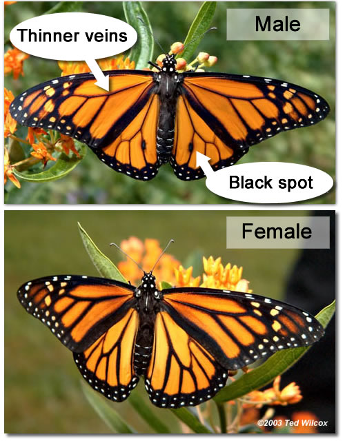 Male and Female Monarch Butterflies
