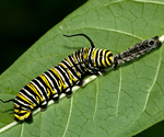 Monarch Butterfly