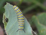 Monarch Butterfly Caterpillar