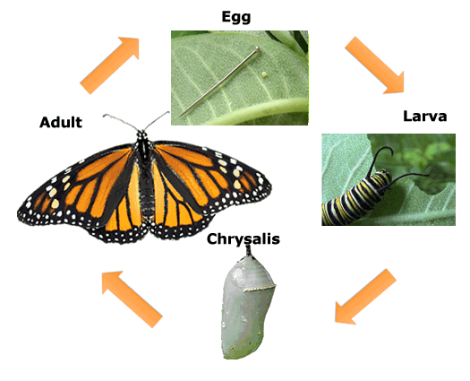 Monarch Butterfly Caterpillar