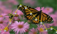 Monarch butterflies survive winter in Mexico in the cool forest sanctuary.