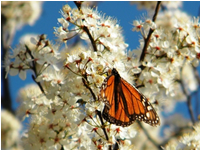Nectar and Migration