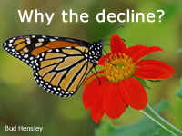 Monarch population hits record low in Mexico 