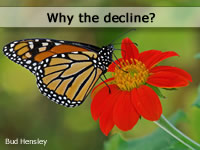 Monarch Butterfly