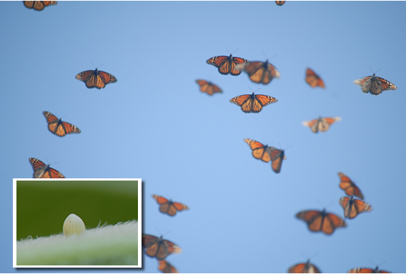 Monarch Butterflies at Sanctuary in Mexico