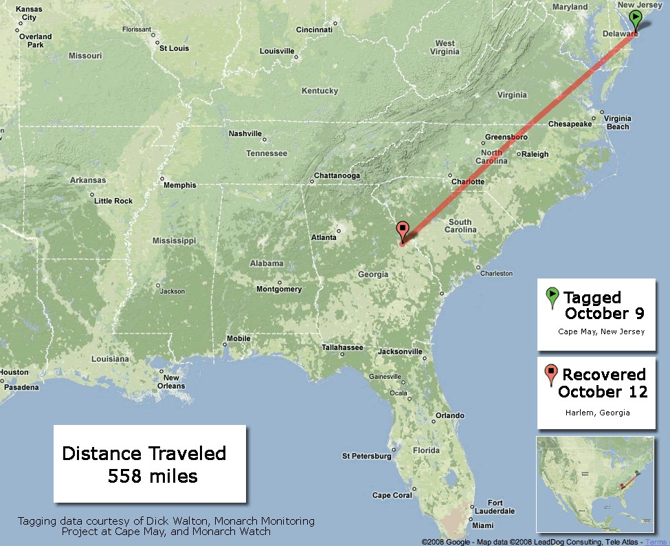 Map of Tagged Monarch Recovery