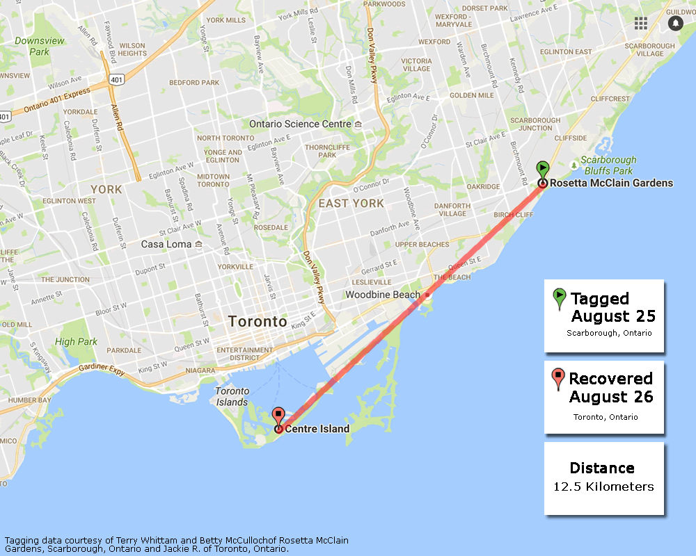 Monarch Butterflies migrate along Lake Ontario shoreline