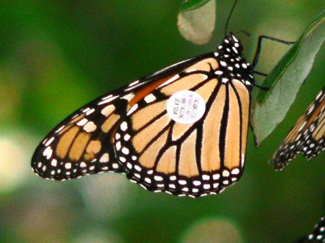 Monarch butterfly nectaring from New England aster.
