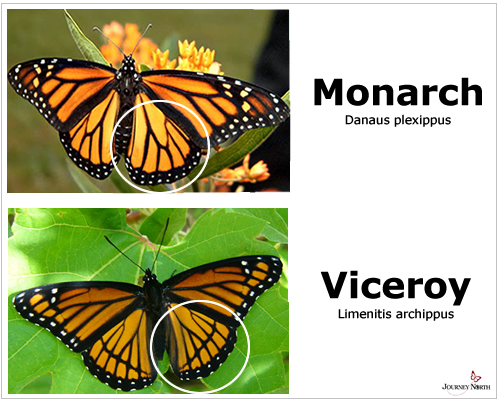 Monarch Butterflies at Sanctuary in Mexico
