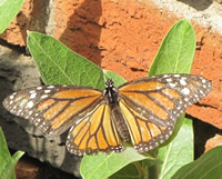 Monarch butterfly in Alberta