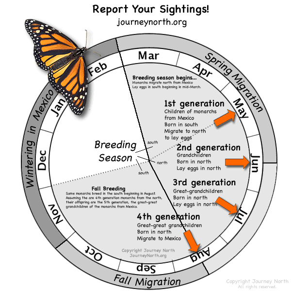 Monarch Butterfly Annual Cycle