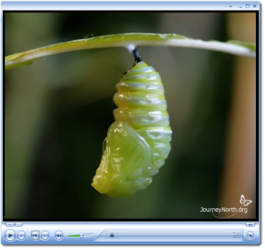 Monarch Butterfly