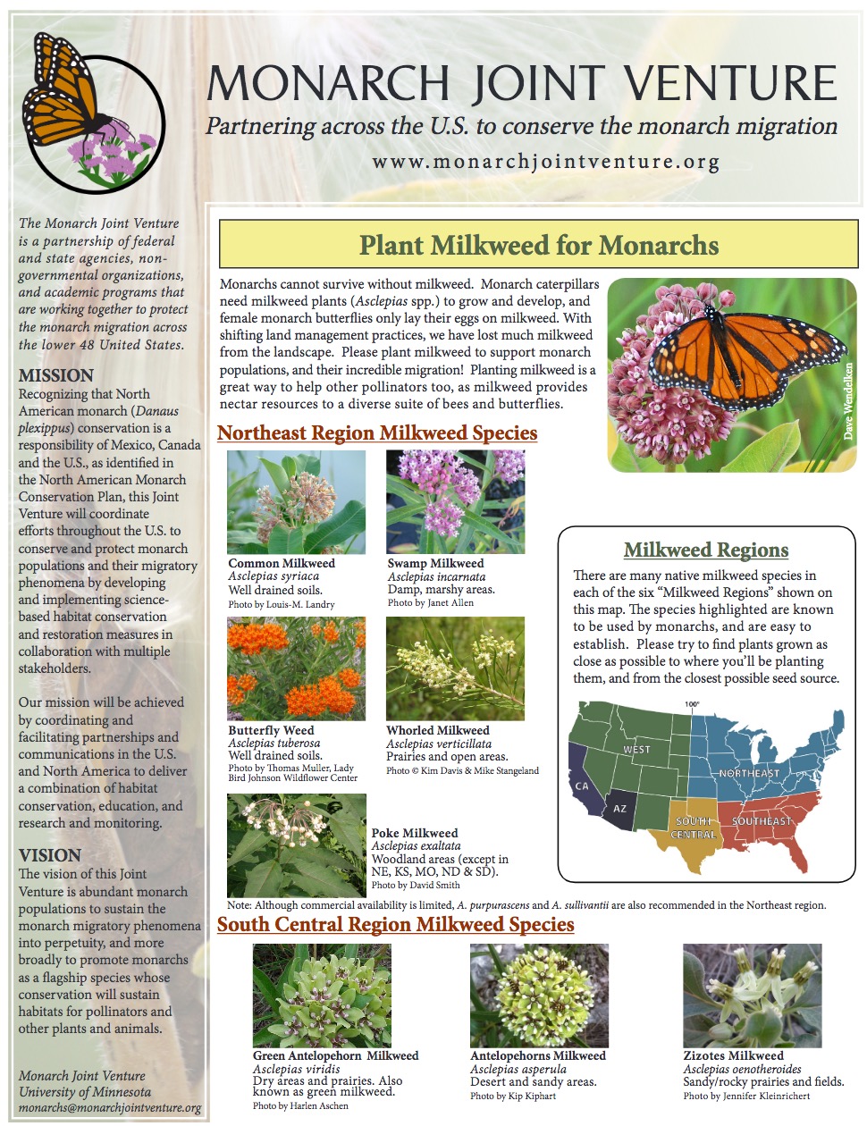 Monarch Butterfly caterpillar eating milkweed