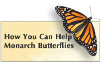 How You Can Help