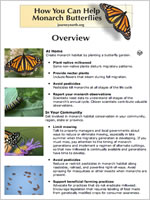 How you can help monarch butterflies