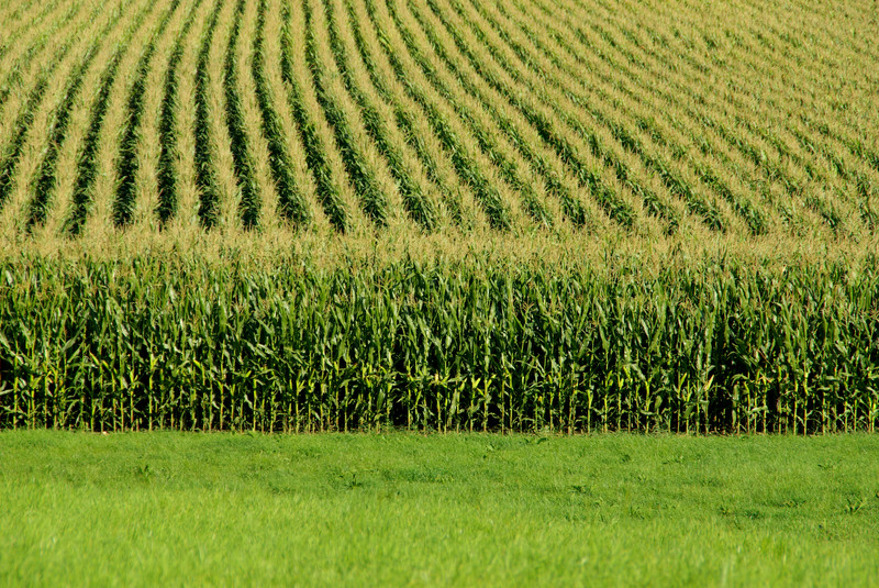 /jnorth/monarch/spring2015/c041615_cornfield.html