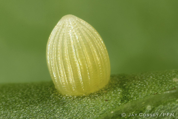 Monarch butterfly egg