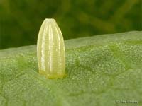 Cabbage White