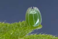 butterfly Egg