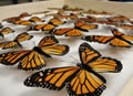 Monarch Butterfly Blog
