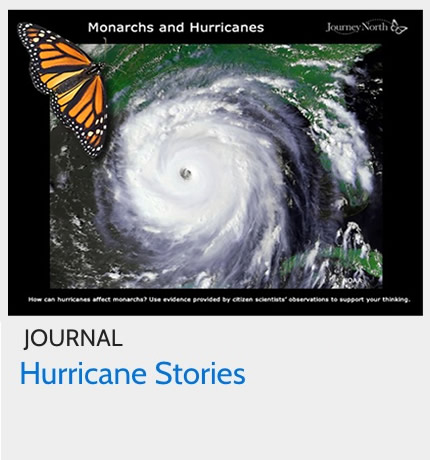 Journal: How do hurricanes affect monarchs?