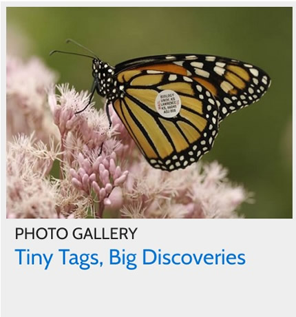 Photo Gallery: What Can We Learn from Tagged Monarchs?