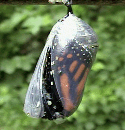Chrysalis: adult pushing itself out