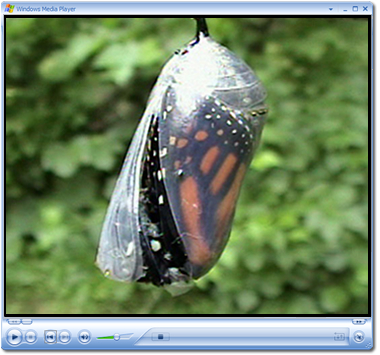Monarch Butterfly