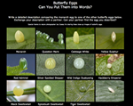 A Dozen Butterfly Eggs