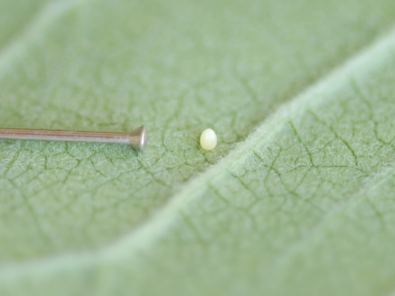 Milkweed with Monarch Butterfly Egg