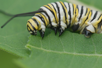 Monarch Butterfly