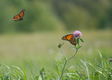 Tagged Monarch Butterfly Migration Map
