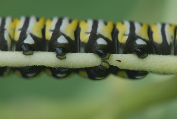 Monarch Butterfly Caterpillar