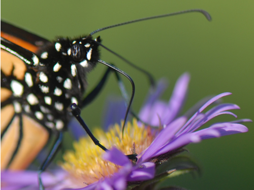 Monarchs stand on a flower as they eat.