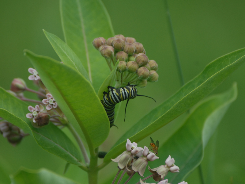 Monarch Butterfly Caterpillar on Milkweed