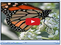 Monarch Butterfly Nectaring on Frostweek